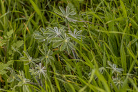 Droplets on Lupin Petals 200216-1