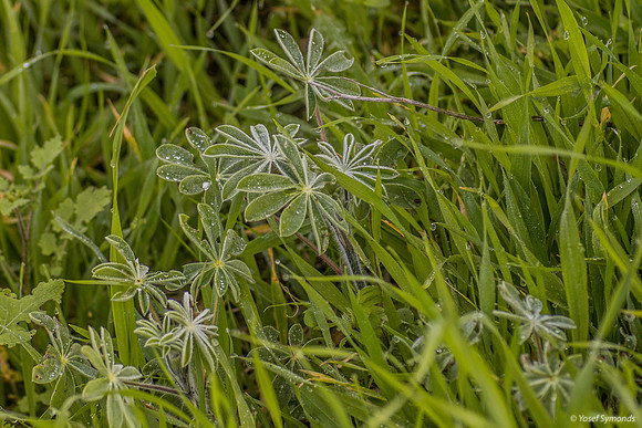 Droplets on Lupin Petals 200216-1