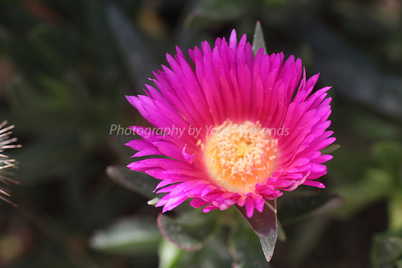 170414-CactusGarden-9999_3-2