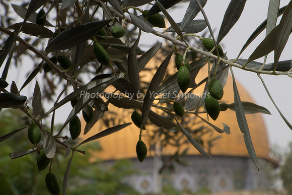 Temple Mount 140605 June 2014