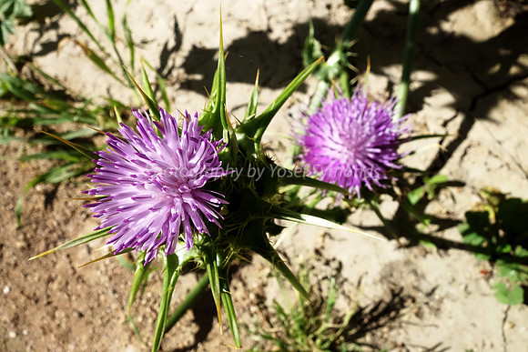 Thistle 1