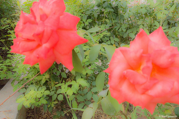 Roses in Carpark 200630-9
