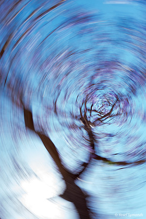 Tree in Whirl 190519-2