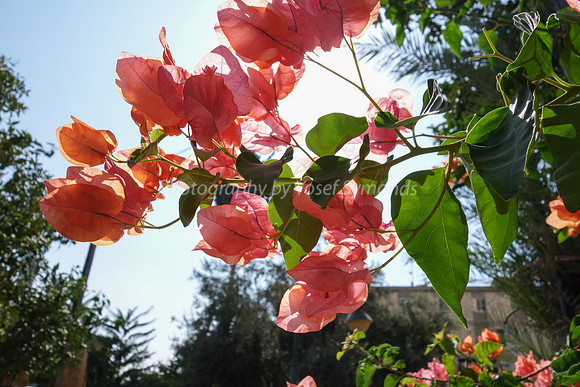Bougainvillea Backlit 1608-1