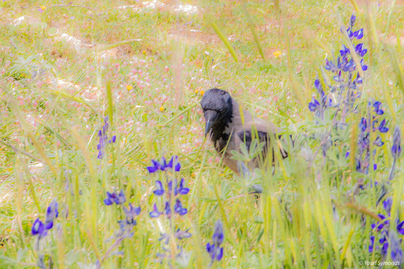 Crow Hiding Amongst the Lupins 220328-3