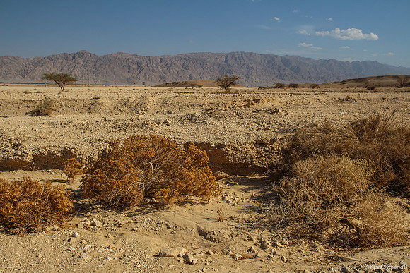 Desert Bushes in Negev 150930-4
