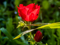 Ravaged Anemone  Lupin Hill 200216-2