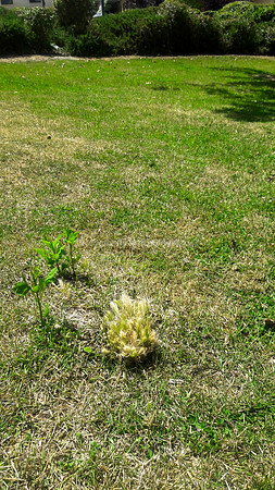 Plants in Grass 1