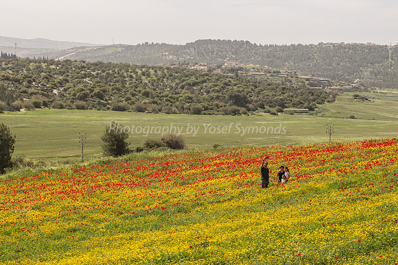 Portraits in Poppy Field 180323-3