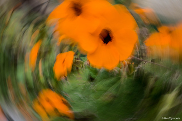 Dizzy Black-Eyed Susans 190408-1