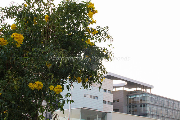 Tree and Building 2