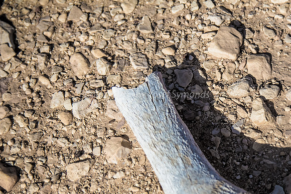 Animal Bone in Negev 1