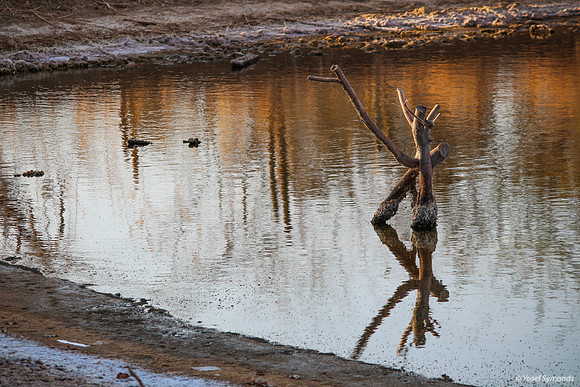 Tree Stump in Southern Lake 3