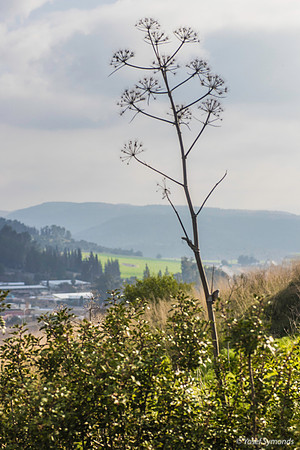 Giant Fennel (Ferule  כלך) Overlooks Haela Valley 200216-1