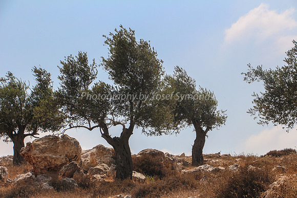 Olive Trees Overlooking Derech Hevron 1