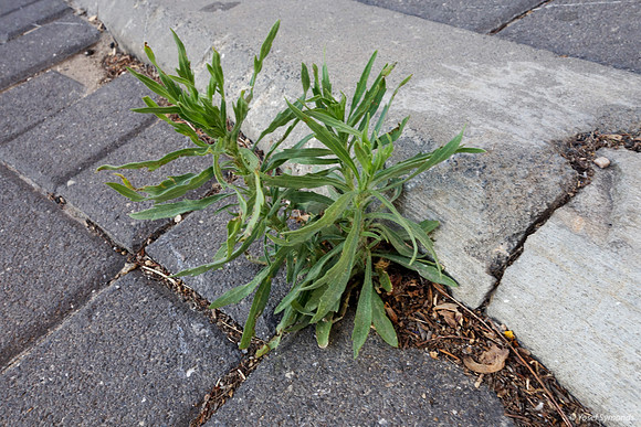 Cracks - May16 1