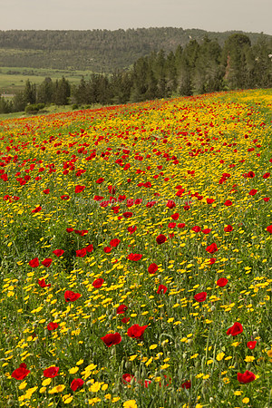 Poppy Field in Daisies 180323-3