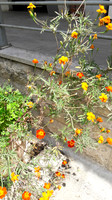 Flowers on Steps