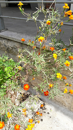 Flowers on Steps