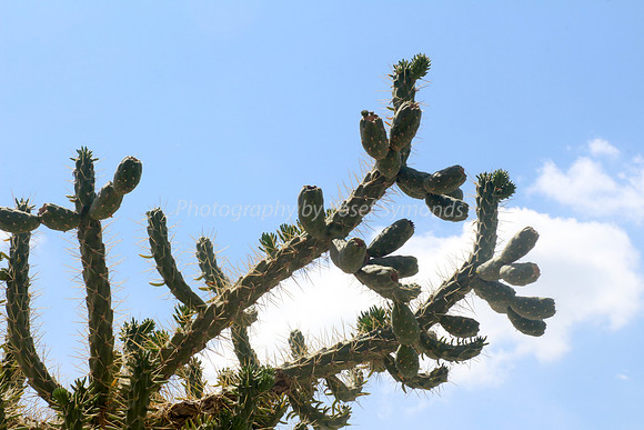 170414-CactusGarden-9999_29-2