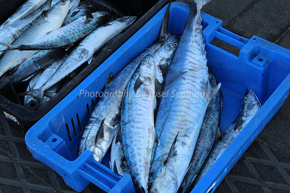 Jaffa Fishing Port