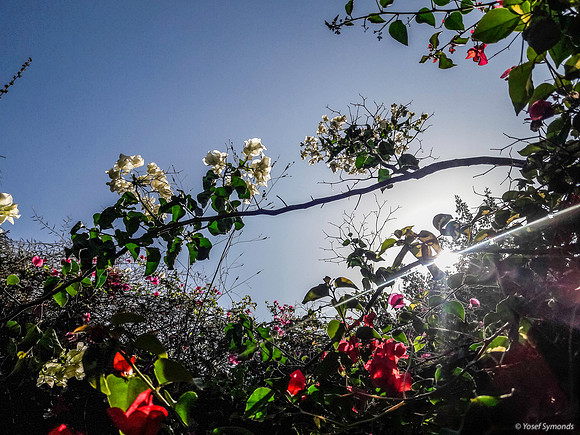 Translucent Bougainvillea 191229-2