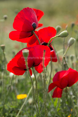 Proud Poppies 180405-7