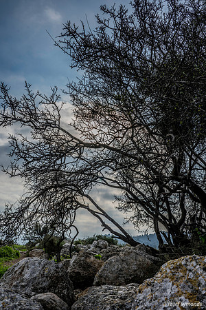 Tree Near Top 200216-4