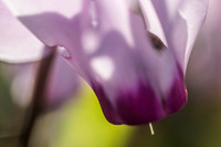 Pink Cyclamen 200216-2