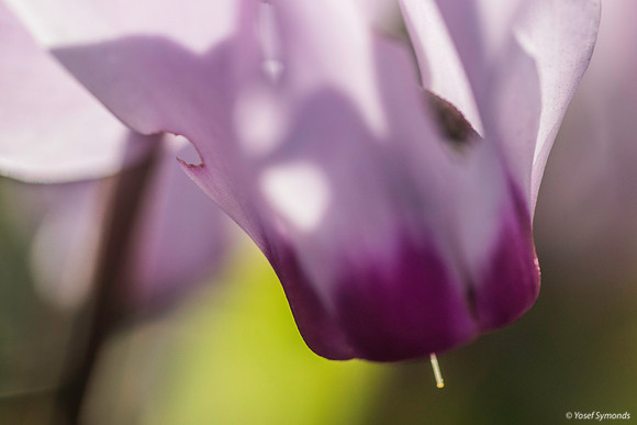 Pink Cyclamen 200216-2
