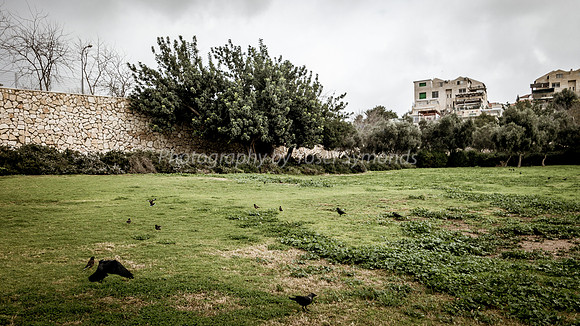 Birds at Home in Park Ayalon 181230-5