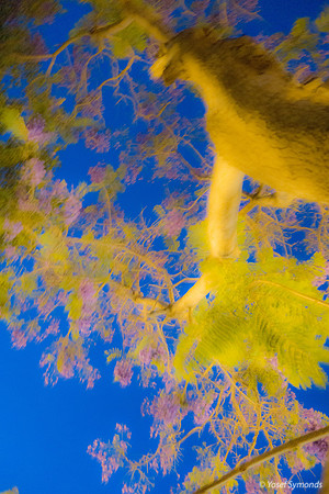Jacaranda at Night Abstract 200525-1