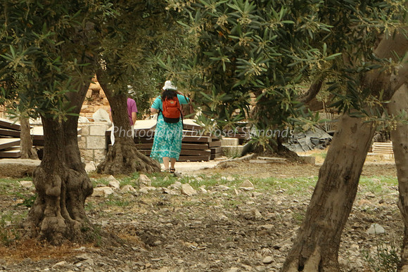 Tourists Amongst Olive Trees in Place of Women's Court