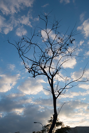 Tree on Maor 181226-1