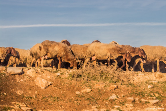 Sheep Grazing Directly Above Highway #1 230111-1