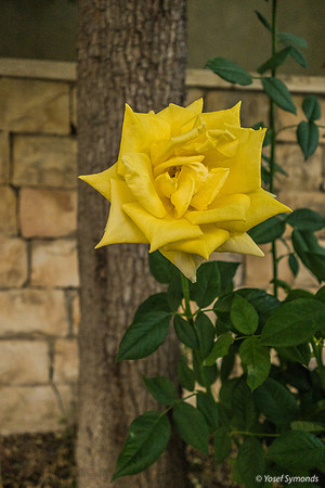 Roses in Carpark 200630-5