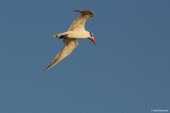 Lesser-crested Tern at Eilat 8