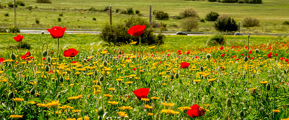Poppies Overlooking Valley 180323-2