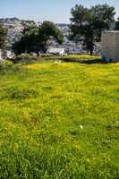 Mount of Olives and Olive Heights Settlement 200303-1