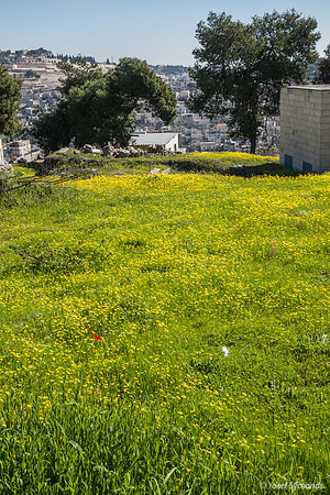 Mount of Olives and Olive Heights Settlement 200303-1