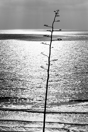Seascape from Shaked Tayelet 190804-10