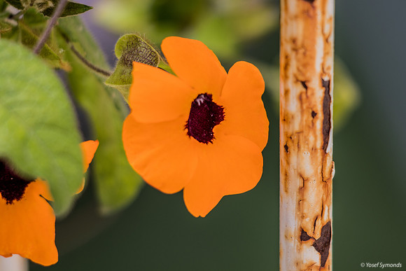 Rusty Neighbor for Black-Eyed Susan 200310-1