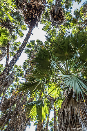 Washington Palm Grove 240516-1