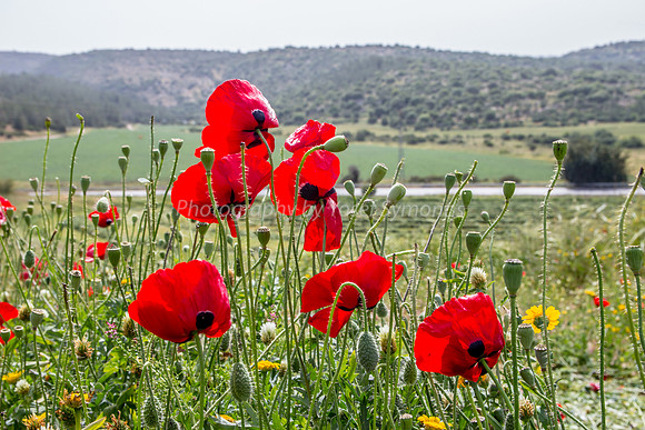 Proud Poppies 180405-1