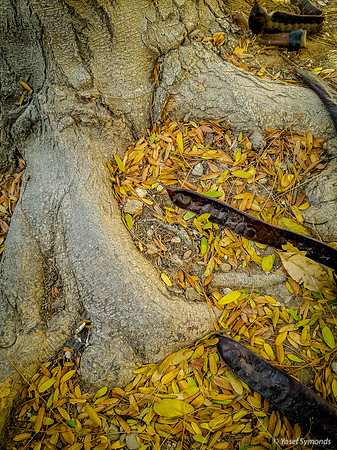 Roots of Urban Carob  Tree 1