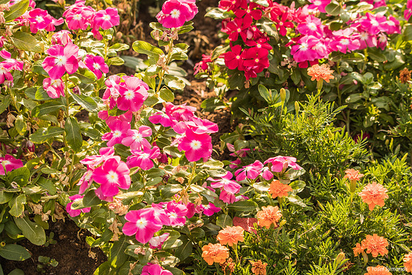 Restaurant Flowers 190804-1