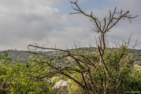 Bare Tree on Plateau 200216-1