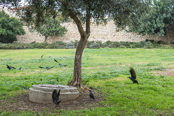 Birds at Home in Park Ayalon 181230-3