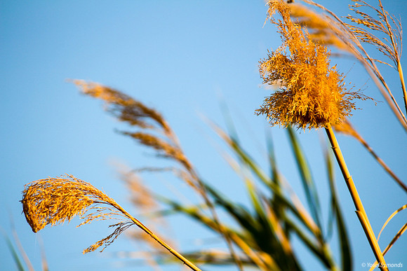Stalks on Lake Edge 2