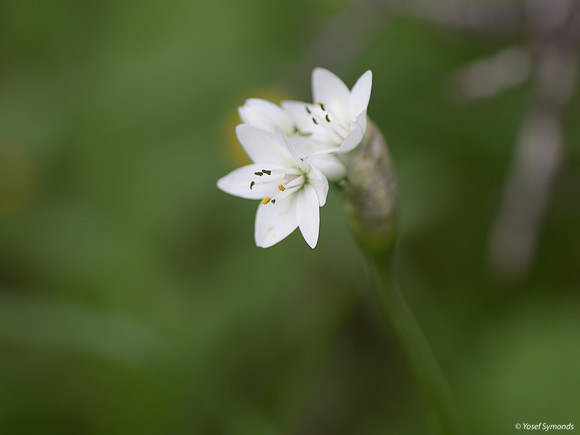 White Lily 180208-1